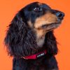 Sassy Woof - Dog Collar - Merlot