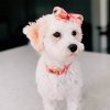 Sassy Woof - Dog Collar - Dolce Rose